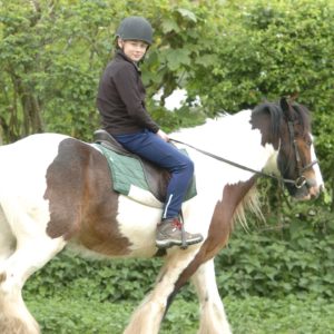Scouts go horse riding in the Ashdown Forest