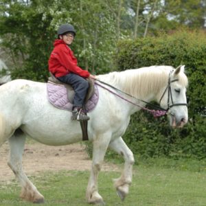 Scouts go horse riding in the Ashdown Forest