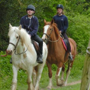 Scouts go horse riding in the Ashdown Forest